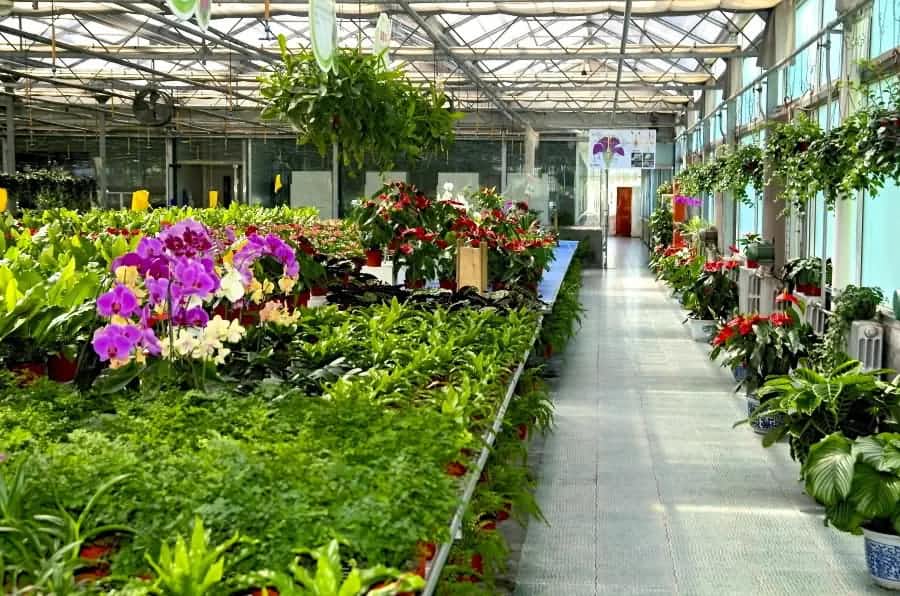 花卉大棚采用空氣能熱泵，實現(xiàn)一機多用，冬暖夏涼！ 