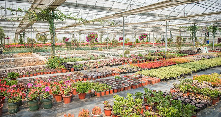 花卉大棚恒溫解決方案 