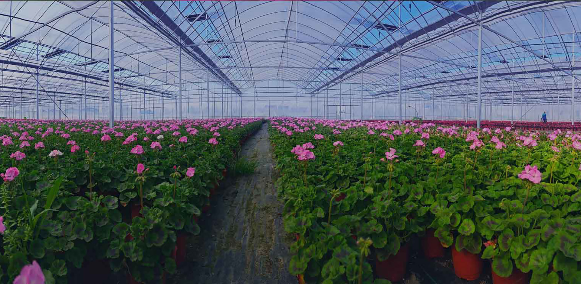 花卉大棚恒溫解決方案