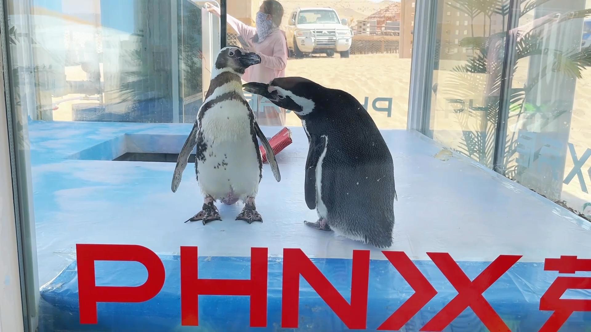 芬尼及企鵝 70℃沙漠生存挑戰(zhàn) 